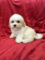 Mika, a female Maltipoo for sale in Valencia, CA – Photo 8 of 10