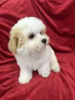 Mika, a female Maltipoo for sale in Valencia, CA – Photo 6 of 10