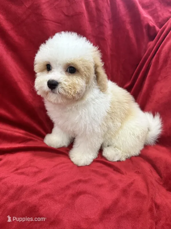 Mika – Maltipoo puppy for sale in Valencia, CA