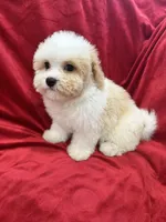 Mika, a female Maltipoo for sale in Valencia, CA – Photo 1 of 10