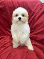 Mika, a female Maltipoo for sale in Valencia, CA – Photo 5 of 10