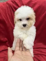 Mika, a female Maltipoo for sale in Valencia, CA – Photo 2 of 10