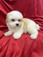 Mika, a female Maltipoo for sale in Valencia, CA – Photo 10 of 10