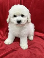 Katty, a female Maltipoo for sale in Valencia, CA – 4 of 9