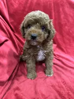 Remi, a female Maltipoo for sale in Valencia, CA – 4 of 9