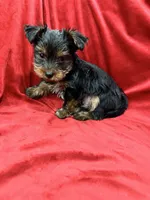 Axel, a male Yorkshire Terrier for sale in Valencia, CA – 3 of 10
