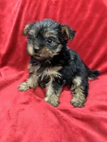 Maia, a female Yorkshire Terrier for sale in Valencia, CA – 3 of 10