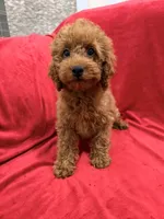 Gina, a female Poodle - Toy  for sale in Valencia, CA – 2 of 8
