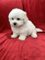 Nina , a female Maltipoo for sale in Valencia, CA – 9 of 9