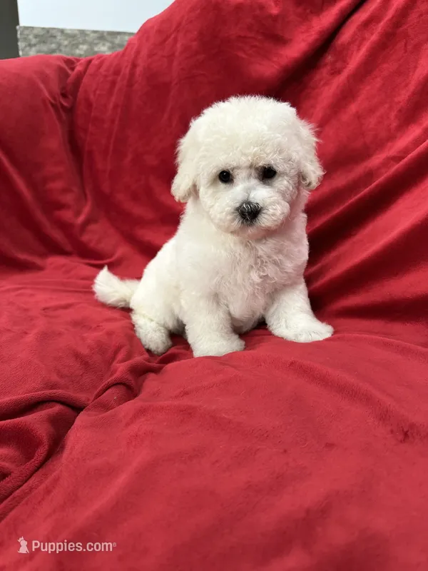 Luna – Maltipoo puppy for sale in Valencia, CA