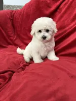 Luna, a female Maltipoo for sale in Valencia, CA – 1 of 10