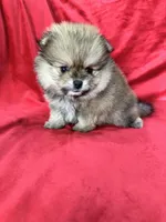 Polly, a female Pomeranian for sale in Valencia, CA – 3 of 10