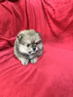 Polly, a female Pomeranian for sale in Valencia, CA – 6 of 10