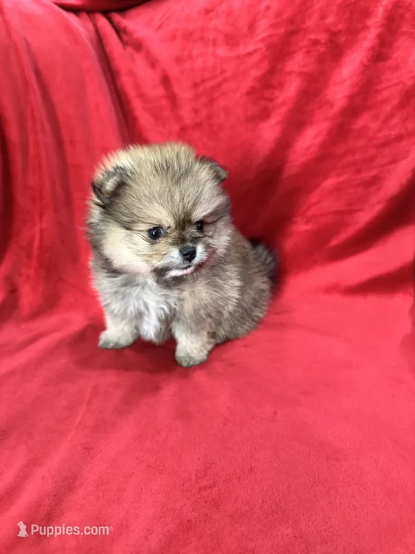 Polly – Pomeranian puppy on hold in Valencia, CA