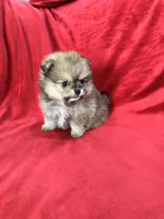 Polly, a female Pomeranian for sale in Valencia, CA – 8 of 10