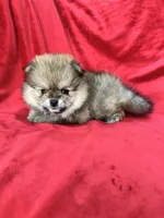Polly, a female Pomeranian for sale in Valencia, CA – 9 of 10