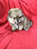 Polly, a female Pomeranian for sale in Valencia, CA – 2 of 10