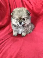 Polly, a female Pomeranian for sale in Valencia, CA – 4 of 10