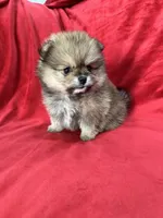 Polly, a female Pomeranian for sale in Valencia, CA – 10 of 10
