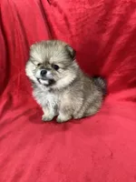Polly, a female Pomeranian for sale in Valencia, CA – 7 of 10