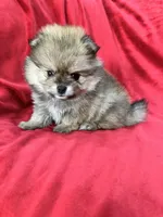 Polly, a female Pomeranian for sale in Valencia, CA – 5 of 10