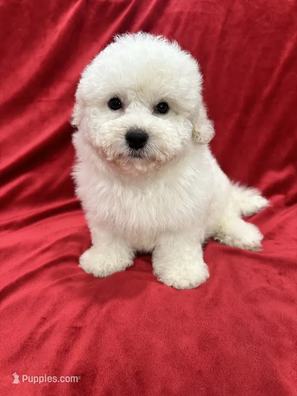 Nina  – Maltipoo puppy for sale in Valencia, CA