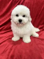 Nina , a female Maltipoo for sale in Valencia, CA – 1 of 9