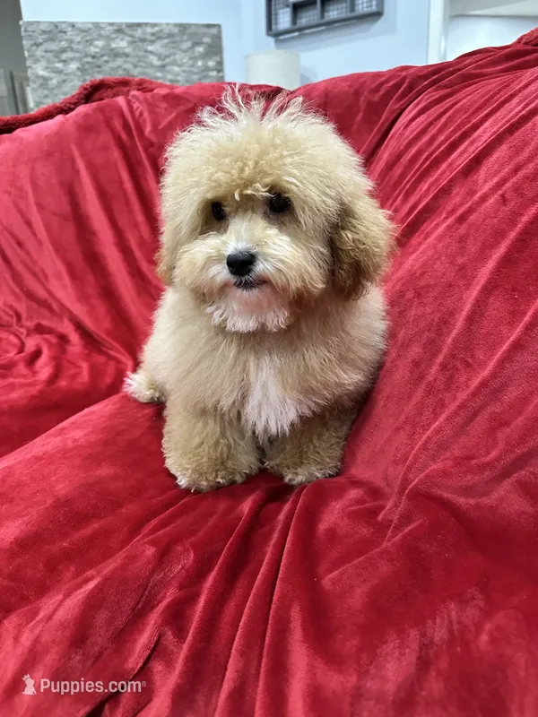 Theo – Maltipoo puppy for sale in Valencia, CA