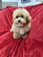 Theo, a male Maltipoo for sale in Valencia, CA – 1 of 10