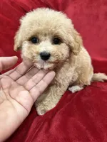 Leo, a male Maltipoo for sale in Valencia, CA – Photo 6 of 10