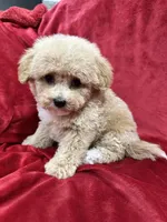 Leo, a male Maltipoo for sale in Valencia, CA – Photo 8 of 10