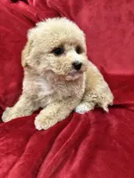 Leo, a male Maltipoo for sale in Valencia, CA – Photo 5 of 10