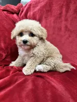 Leo, a male Maltipoo for sale in Valencia, CA – Photo 9 of 10