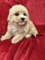 Leo, a male Maltipoo for sale in Valencia, CA – Photo 2 of 10