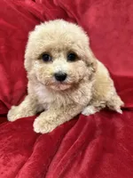 Leo, a male Maltipoo for sale in Valencia, CA – Photo 4 of 10