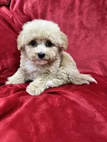 Leo, a male Maltipoo for sale in Valencia, CA – Photo 10 of 10