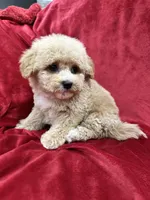 Leo, a male Maltipoo for sale in Valencia, CA – Photo 7 of 10