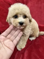 Leo, a male Maltipoo for sale in Valencia, CA – Photo 3 of 10