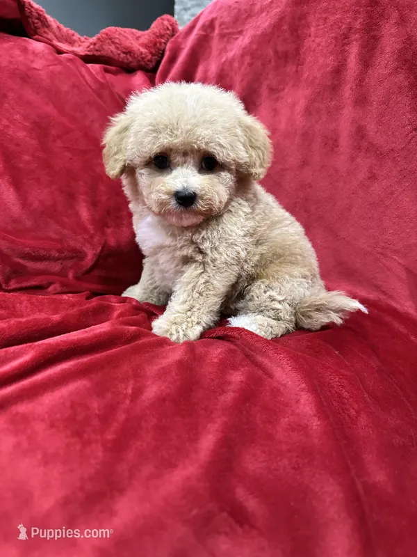 Leo – Maltipoo puppy for sale in Valencia, CA
