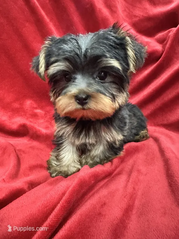 Mila – Yorkshire Terrier puppy for sale in Valencia, CA