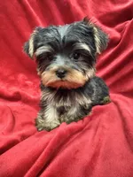 Mila, a female Yorkshire Terrier for sale in Valencia, CA – 1 of 9