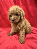 Gina, a female Poodle - Toy  for sale in Valencia, CA – 5 of 10