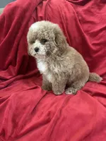 Patrick, a male Maltipoo for sale in Valencia, CA – Photo 2 of 10