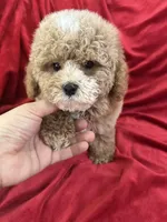 Patrick, a male Maltipoo for sale in Valencia, CA – Photo 5 of 10