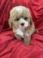 Patrick, a male Maltipoo for sale in Valencia, CA – Photo 4 of 10