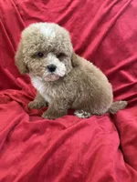 Patrick, a male Maltipoo for sale in Valencia, CA – Photo 10 of 10