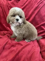 Patrick, a male Maltipoo for sale in Valencia, CA – Photo 7 of 10