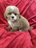 Patrick, a male Maltipoo for sale in Valencia, CA – Photo 1 of 10