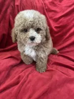 Patrick, a male Maltipoo for sale in Valencia, CA – Photo 3 of 10
