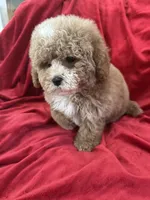 Patrick, a male Maltipoo for sale in Valencia, CA – Photo 6 of 10